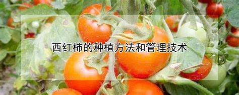 西红柿种植方法和时间-农技学堂 - 惠农网