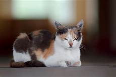 cat breed calico cat breeds you ll be surprised to about cat breed calico cat breeds you ll be surprised to about