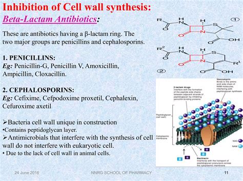 Cefalexin Does It Contain Penicillin
