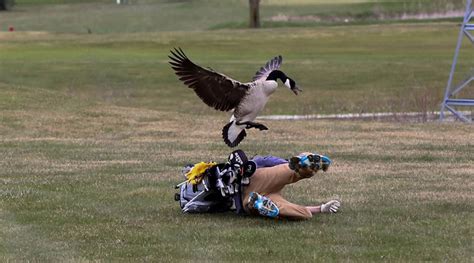 Rezultat imagine pentru Goose Attacks