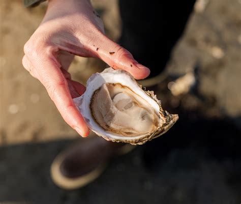 OYSTERS | FREE SHIPPING | NEXT DAY DELIVERY - Island Creek Oysters ...