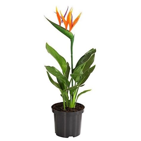 Bird of Paradise Plant Online Home Delivery in Delhi
