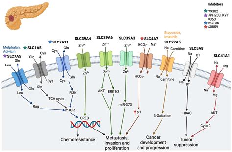 Targeting Solute Carrier Transporters (SLCs) as a Therapeutic Target in ...