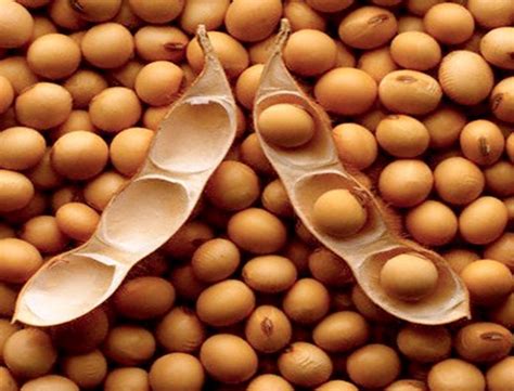 Smart Farming 的图像结果