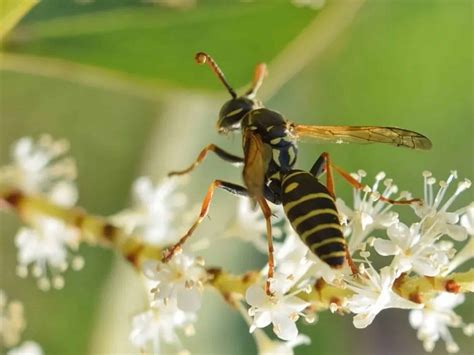 Mud Dauber Vs. Wasp - Forterra Pest Control