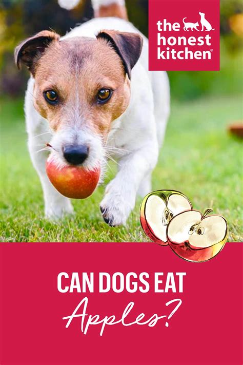 Can dogs eat apples a helpful overview – Artofit