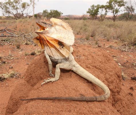 Chlamydosaurus kingii (Frill-necked Lizard) | Australia animals ...