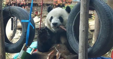 憨态可掬！北京动物园“秃头”大熊猫“福星”毛发长齐了|大熊猫_新浪新闻