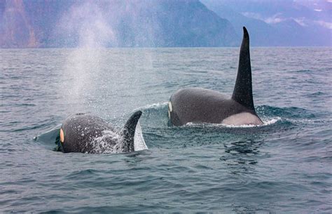 Recently Discovered Killer Whale Species is Changing Marine Biology as ...