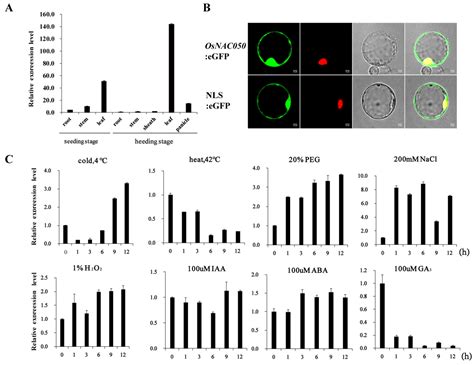 Knocking out OsNAC050 Expression Causes Low-Temperature Tolerance in ...