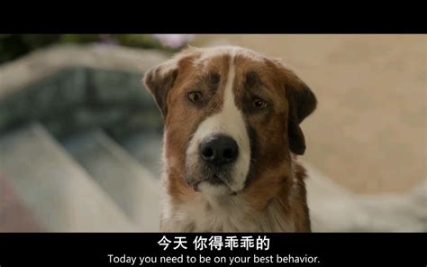 2020最值得推荐的一部狗狗电影【野性的呼唤】.C1_哔哩哔哩_bilibili