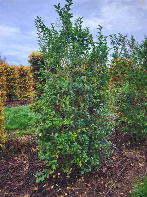 Privet Hedge Winter Privet Hedge Plants | Ligustrum Ovalifolium