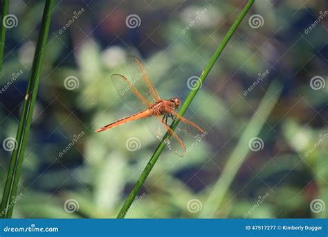 Orange Dragonfly stock image. Image of orange, lake, marshy - 47517277