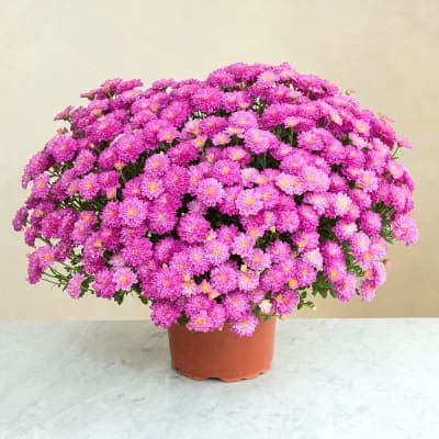 Chrysantheme rose: Order Flowers Online | Interflora India | ID1351342