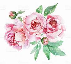 peony clipart peonies clipart 20 free cliparts images on peony clipart peonies clipart 20 free cliparts images on