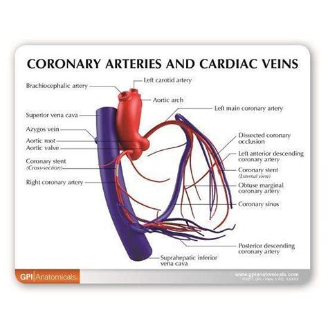 Coronary Artery Anatomy Diagram CIRCULATORY SYSTEM ANATOMY: Coronary