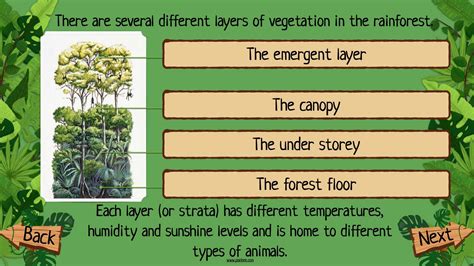 Rainforest Layers