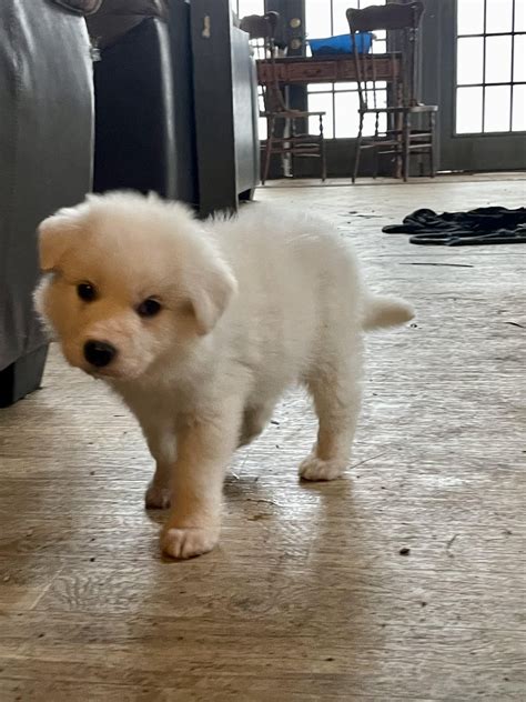 Book ‘em Danno : r/greatpyrenees