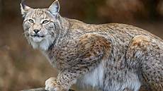 Free Picture by Bobcat Desktop Background Pixelstalk Net Free Picture