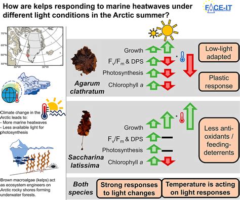 Light-mediated temperature susceptibility of kelp species (Agarum ...