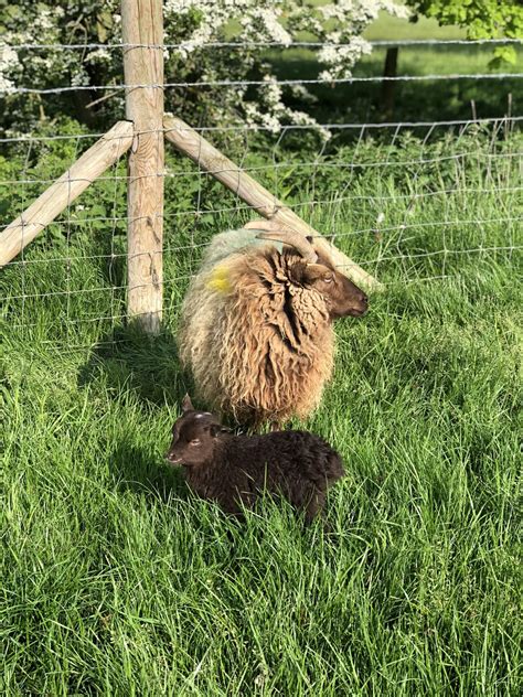 Beautiful ewe with her lamb born less than 10 hours ago : r/sheep