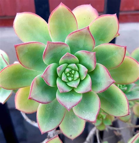 Aeonium Haworthii: Tips, Cuidados y Reproducción