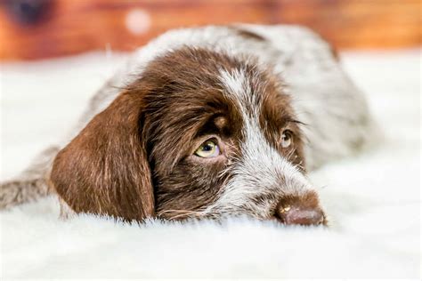 How To Pick A Wirehaired Pointing Griffon Puppy at Joseph Dudgeon blog