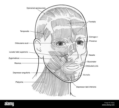 Illustration of Facial Muscles Stock Photo - Alamy
