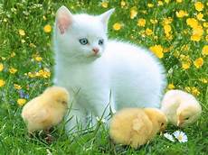 Beautiful Cat Backgrounds by All Wallpapers Beautiful Cats Hd Wallpapers Beautiful Cat Backgrounds