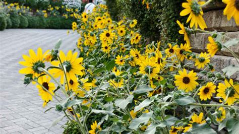 I tested iQOO 13's camera before launch and here is what I think of it