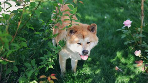 Buy Akita Inu Puppy in Dakshina Kannada | Price, Health Guarantee