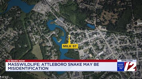 Expert: Snake reported in Attleboro likely not venomous copperhead ...