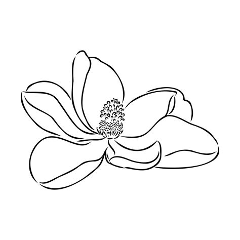 Premium Vector | Magnolia flower Hand drawing and sketchline art on ...