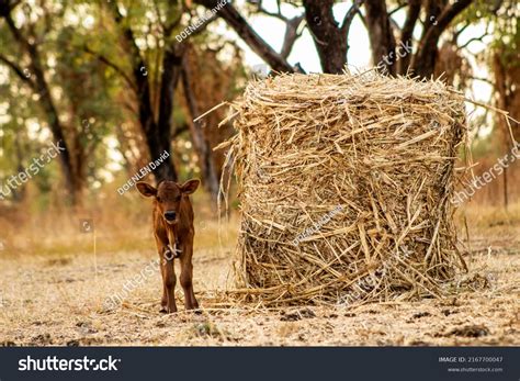 Veal Animal En Ingles at Amy Kates blog