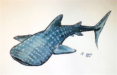 Drawing Of A Whale Shark - Drawing Tips Guide