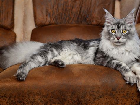 Black And Grey Maine Coon Cat