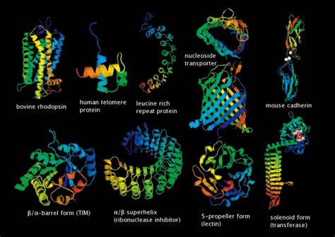 简述蛋白质二级结构的种类和特点