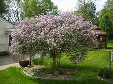 lilac tree ghulf genes butterflies and the bush on a tree lilac tree ghulf genes butterflies and the bush on a tree