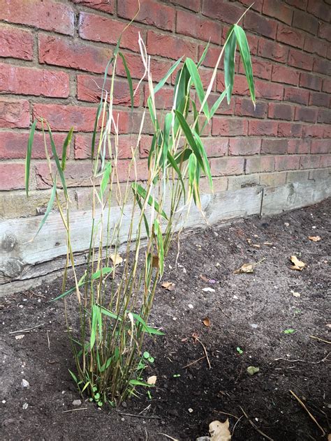 What can I do to help my fargesia papyrifera bamboo, I’m in England if that helps. | Scrolller