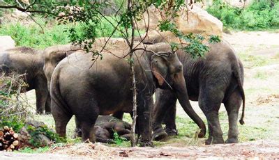 South Button Island National Park - The National Parks of India
