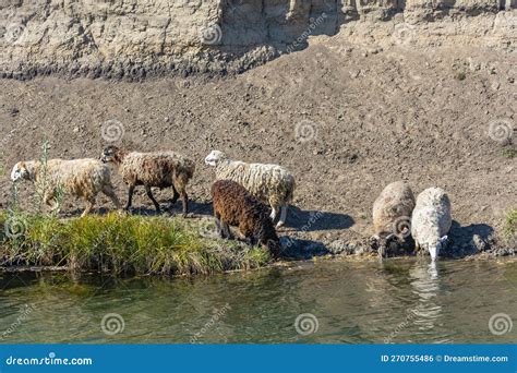 A Herd of Domestic Sheep Drink Water Stock Photo - Image of farmland ...