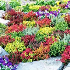 calluna vulgaris sorten plants calluna vulgaris garden collection calluna vulgaris sorten plants calluna vulgaris garden collection