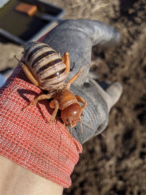 Potato Bugs In California