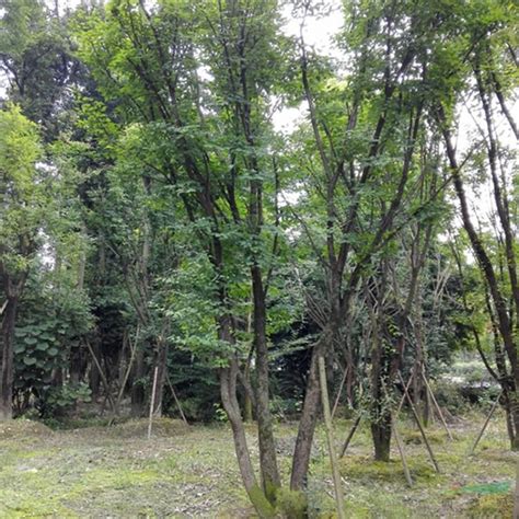 温室大棚鲜花海棠花培育种植基地苗圃_3840X2160_高清视频素材下载(编号:7834129)_实拍视频_光厂(VJ师网) www ...