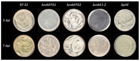 Role of Alternative Elicitor Transporters in the Onset of Plant Host ...
