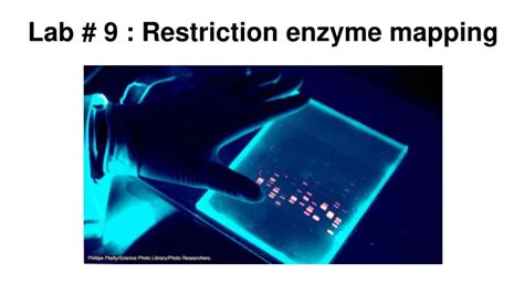 Image result for Restriction Enzyme Map