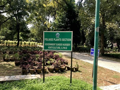 Go Green: Buy Flower Bulbs, Plants & Seeds From This Nursery | LBB