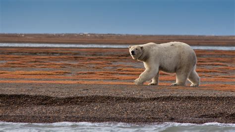 Global Warming Pictures Of Animals
