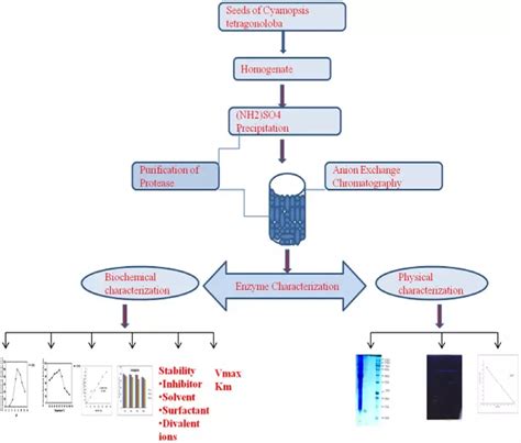 Purification and biochemical characterization of protease from the ...