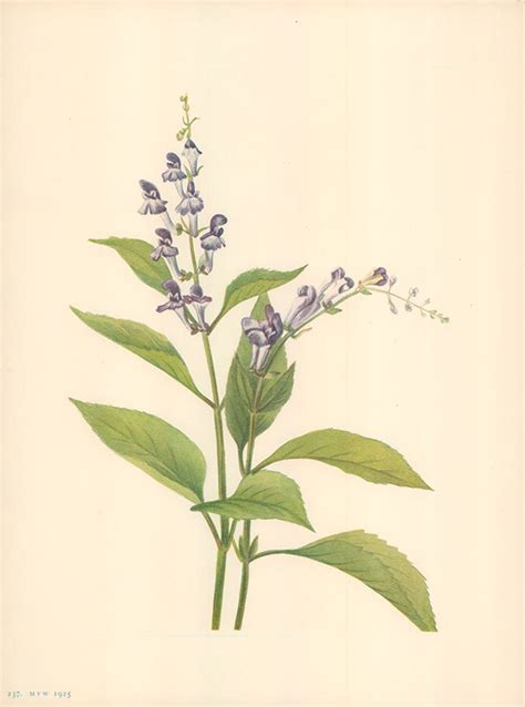 Wood Skullcap 1925 by Mary Vaux Walcott - 10 X 13 Inches (Offset Litho ...